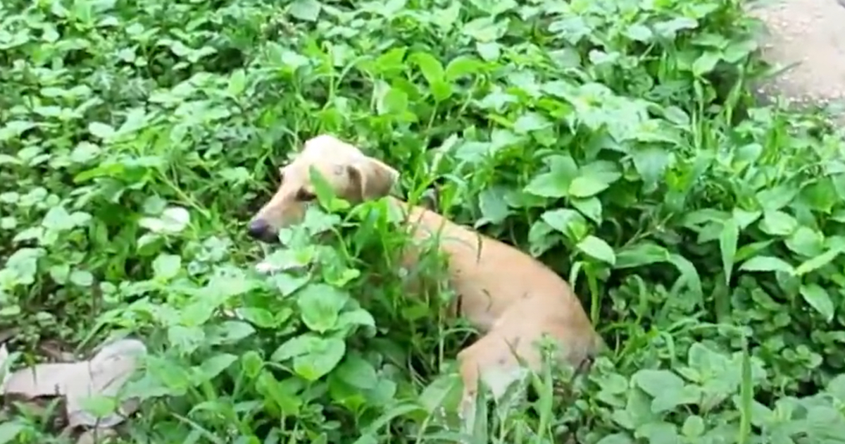 Cucciolo si nasconde tra i cespugli