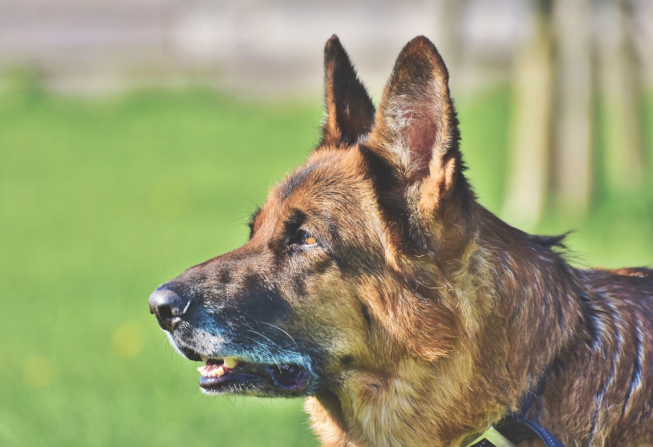 Cane resta accanto al proprietario investito