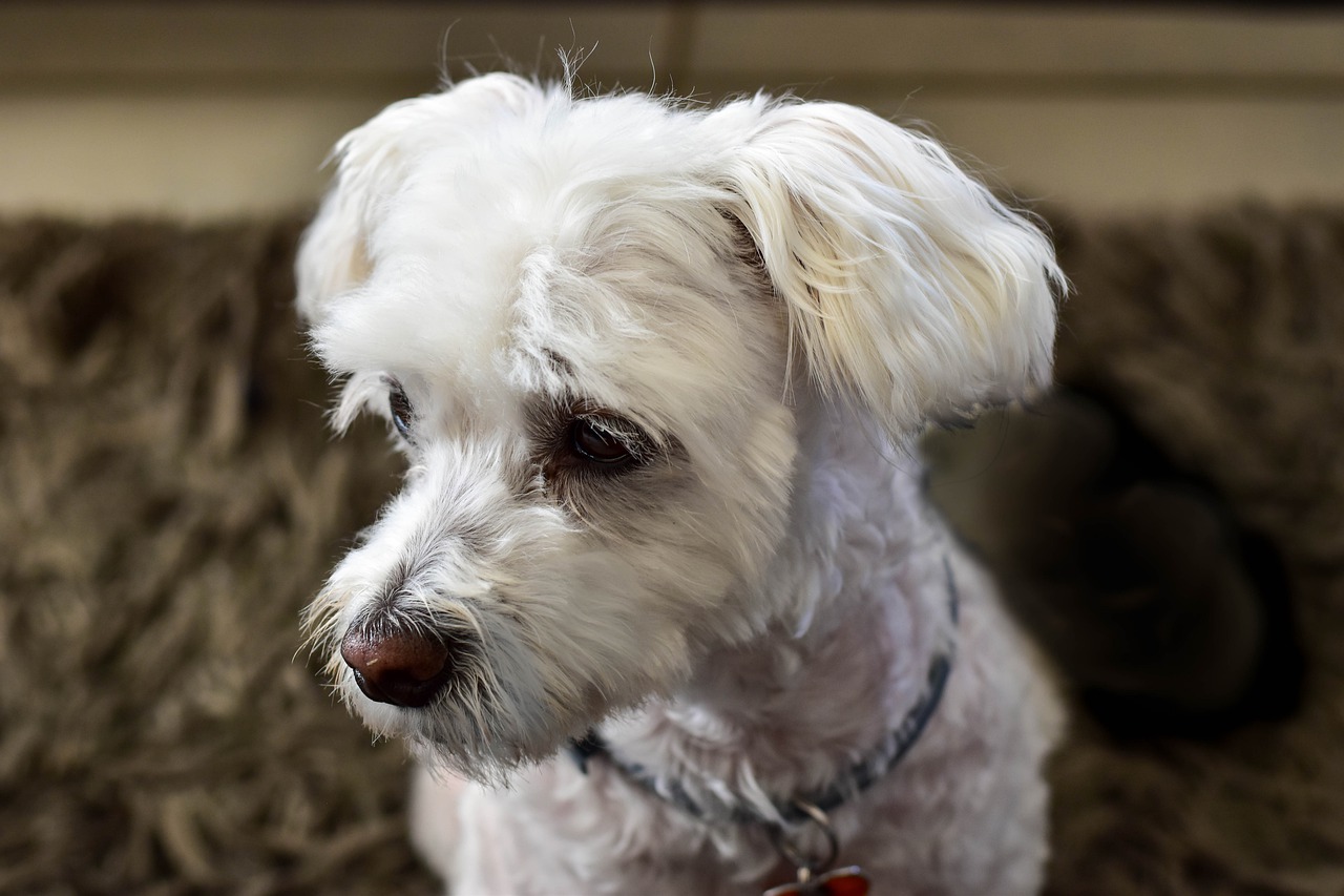 Cane rimane sveglio finché il proprietario non finisce i compiti