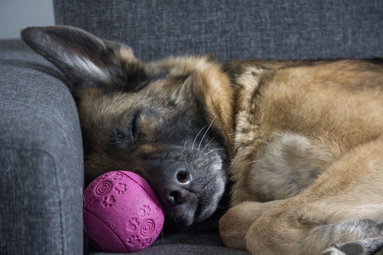 Cane dorme in casa