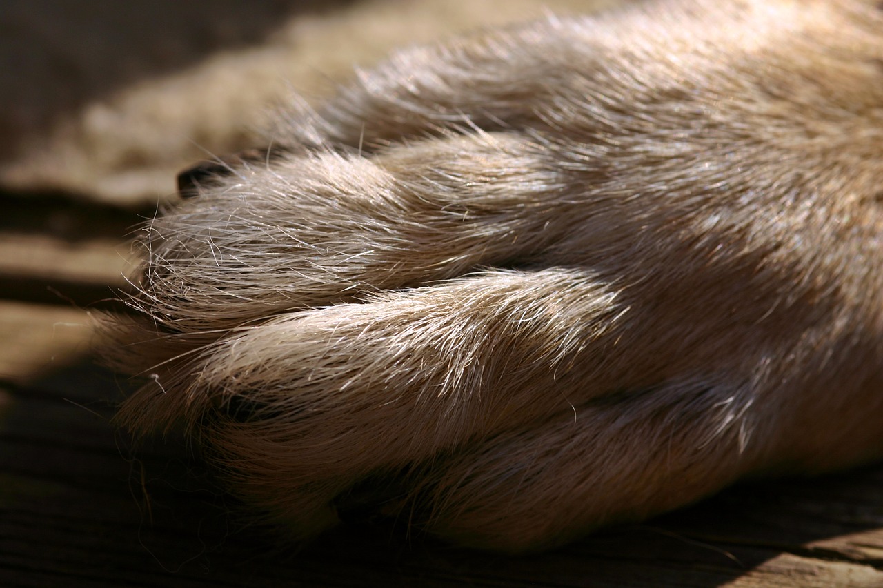 The dog's paw