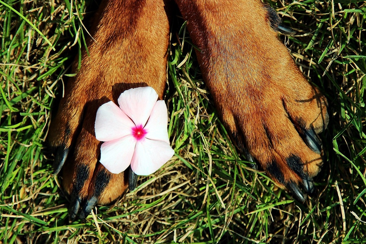 Cane ruba la scena agli sposi