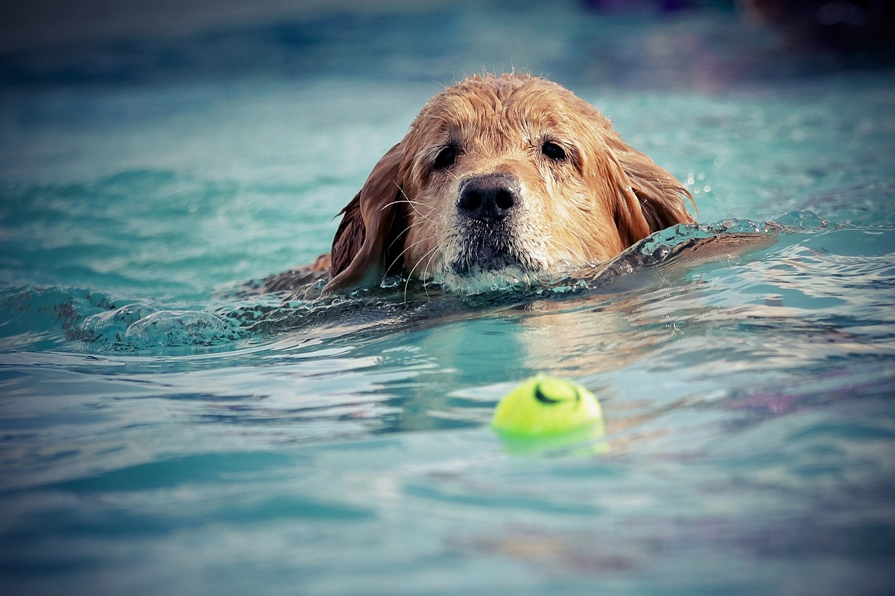 Cane salta in piscina