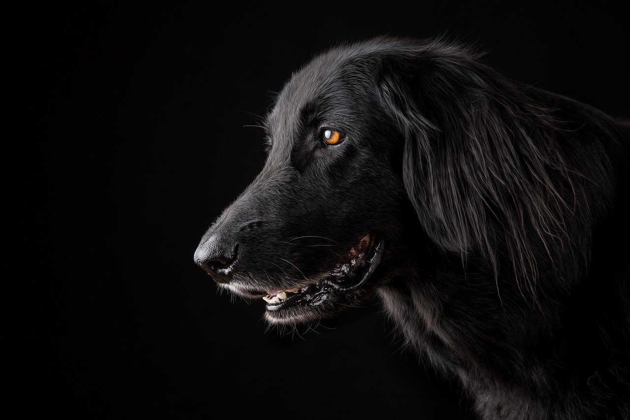 Cane nero salva uccello