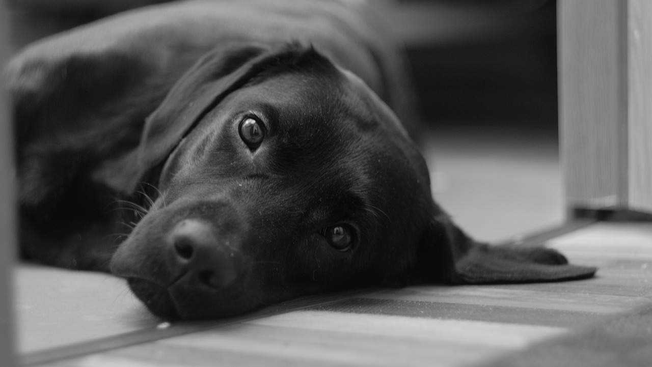 Cagnolino aiuta un altro animale