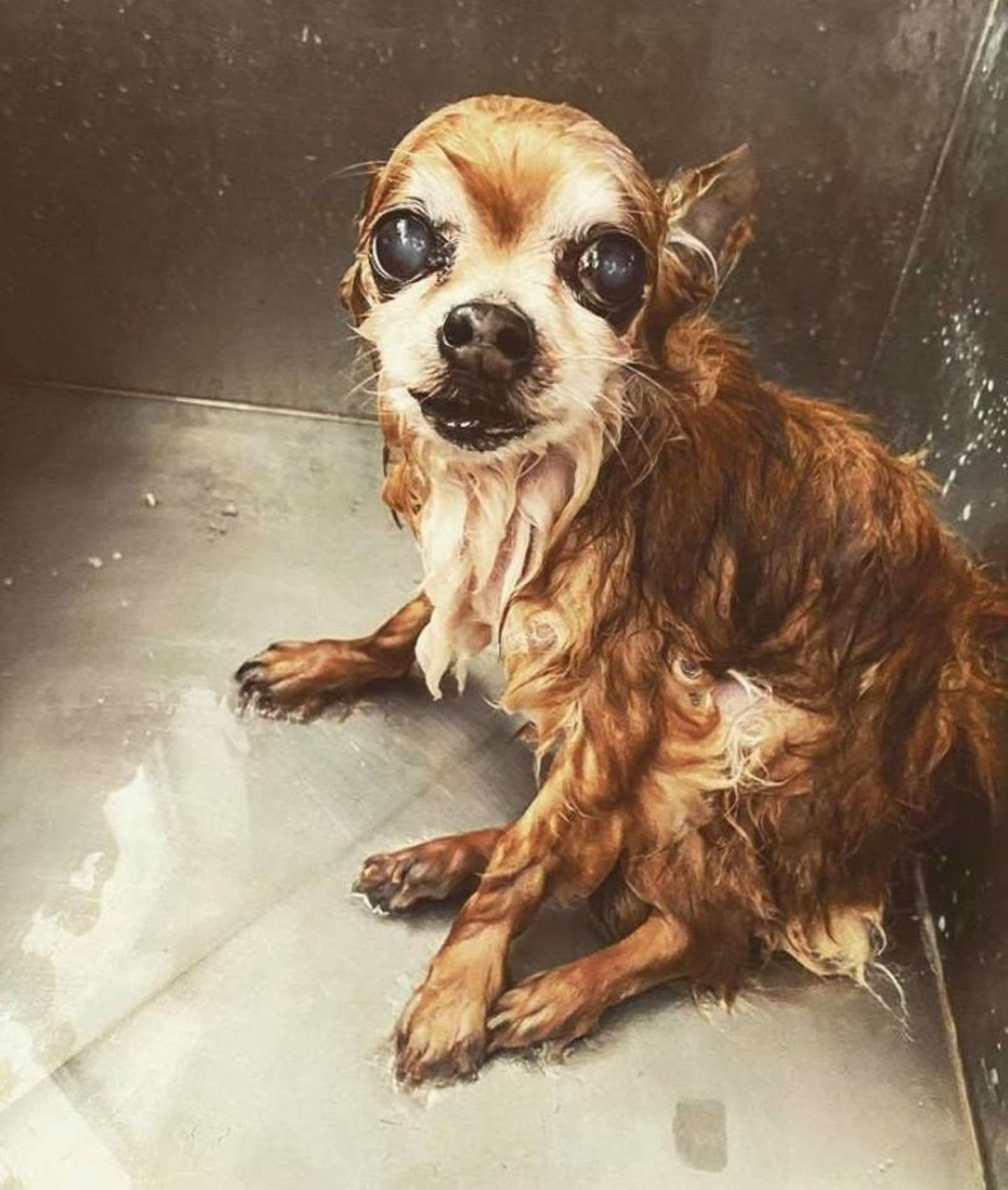 Il cucciolo non sopporta il bagno