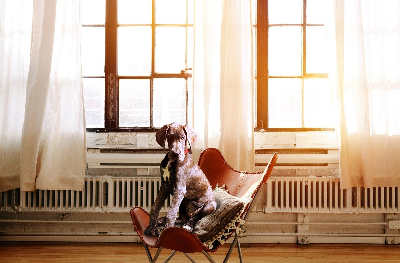 Cagnolino su una poltrona