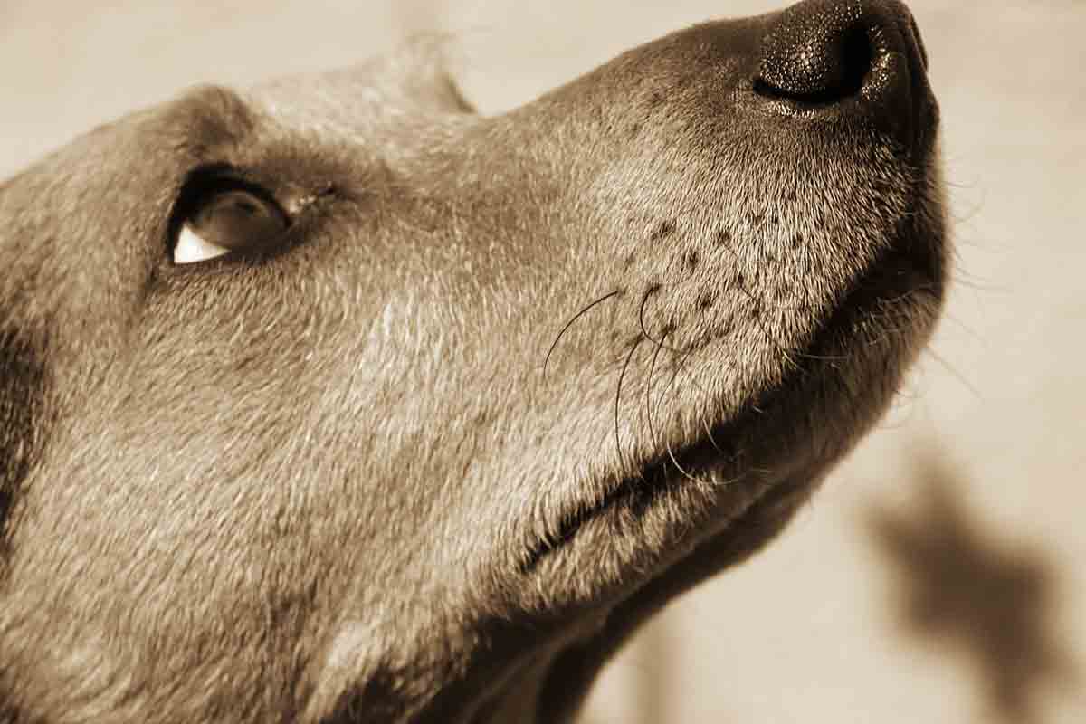 Cani seguono il proprietario in ospedale