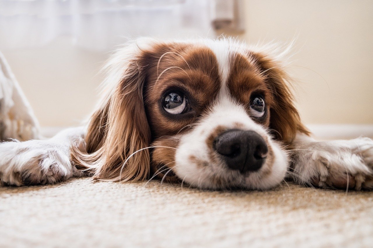 Cucciolo triste e affranto