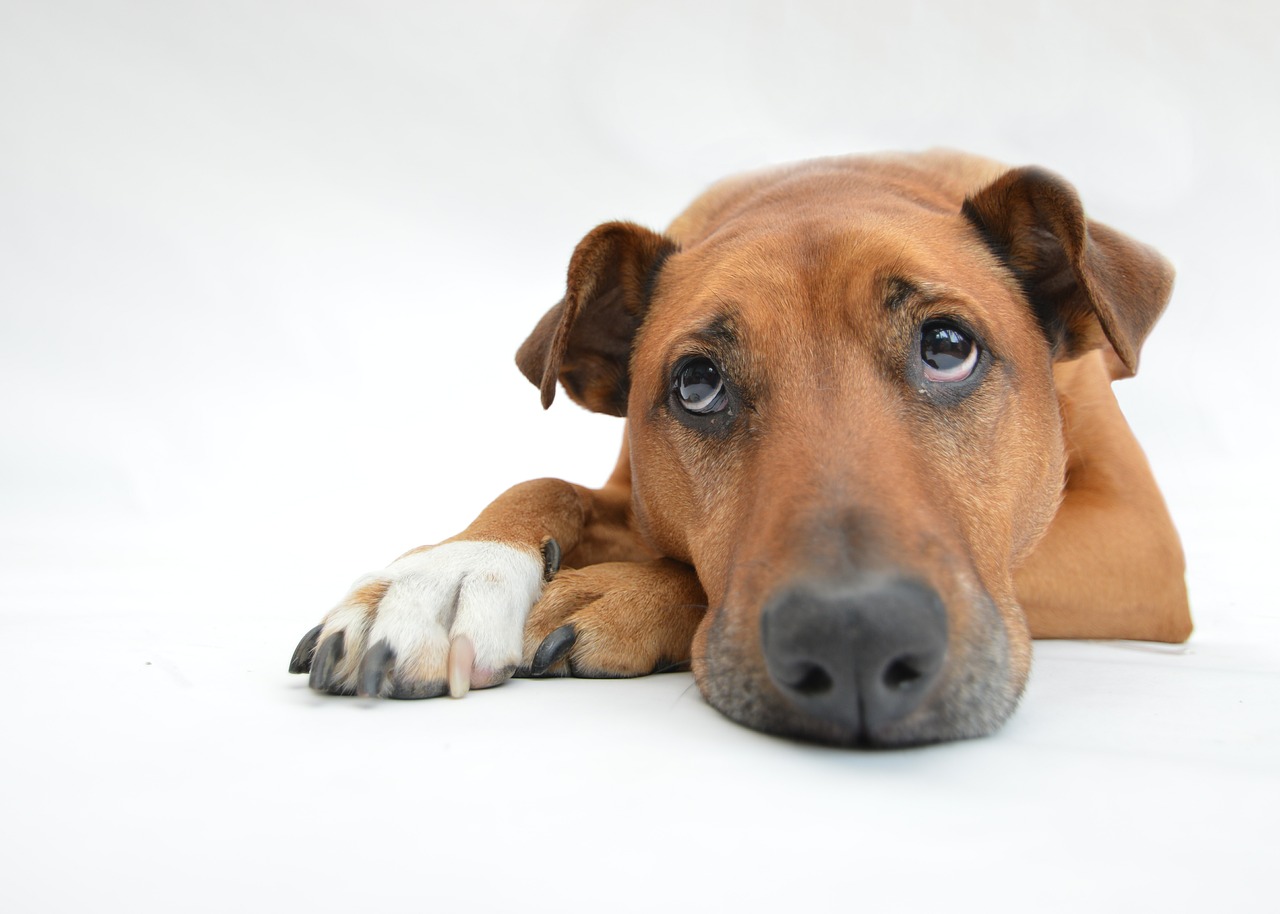 Come affrontare lo stress negli animali