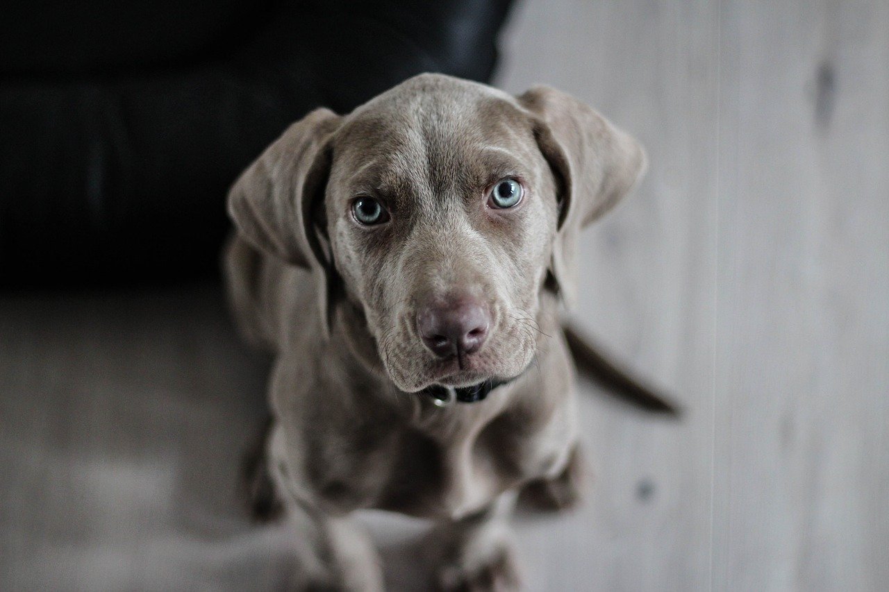 Cagnolini non provato empatia