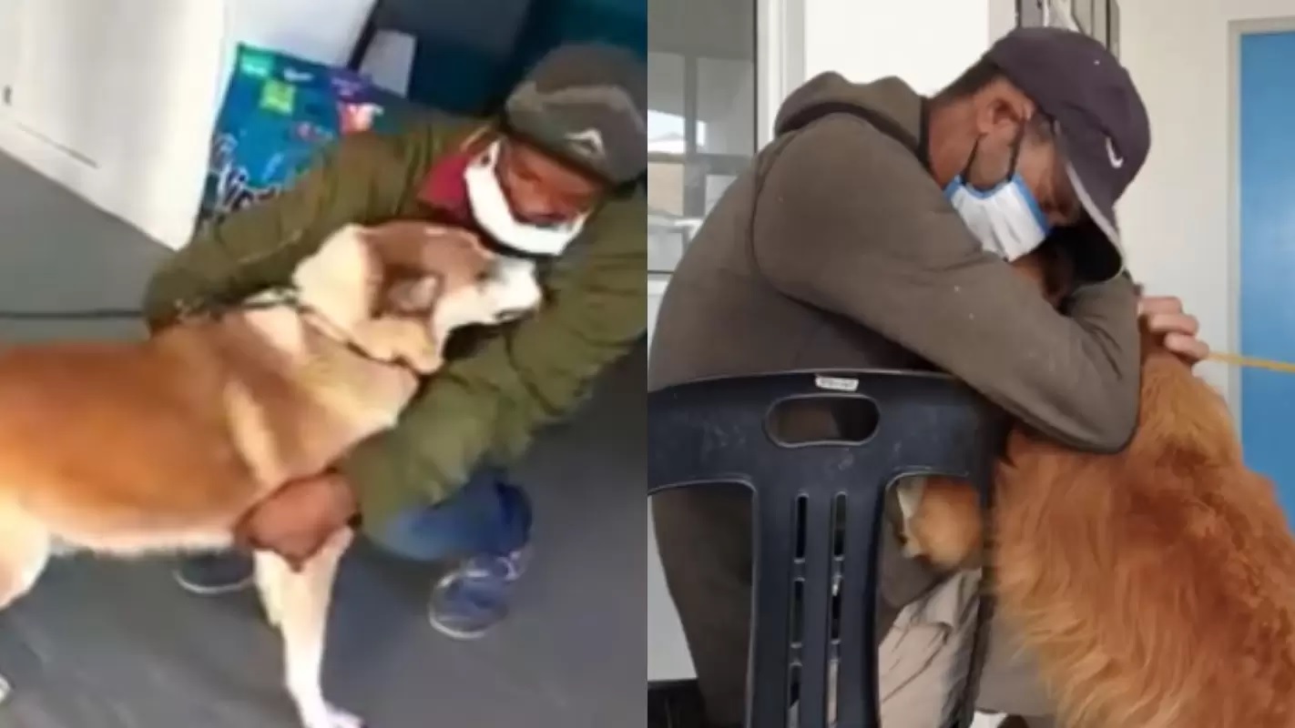 cani dei senzatetto