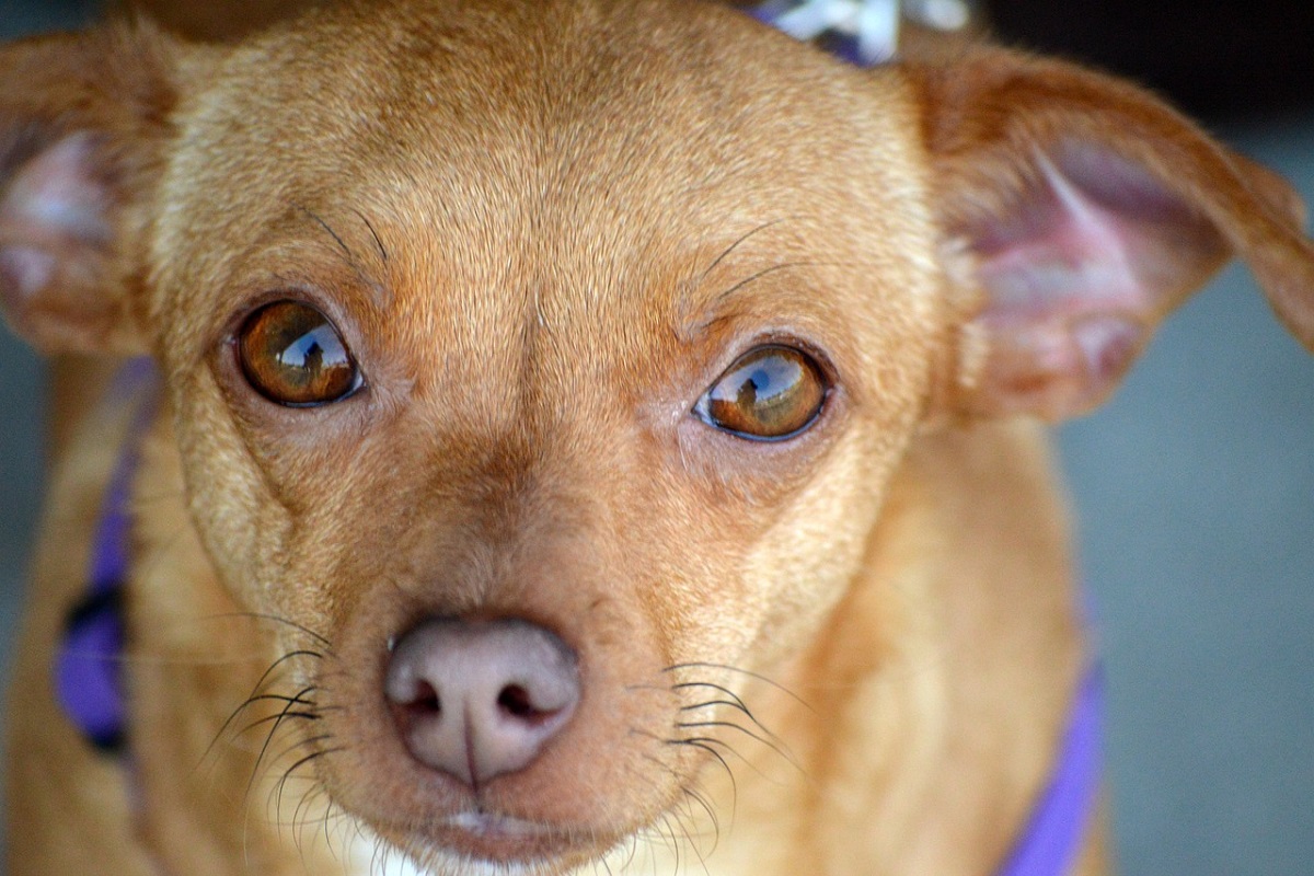 Chiweenie obesa deve perdere peso
