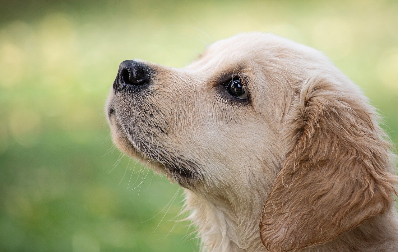 cucciolo con la bocca sigillata