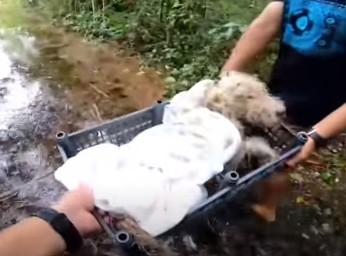 Salvato il cane con il muso legato