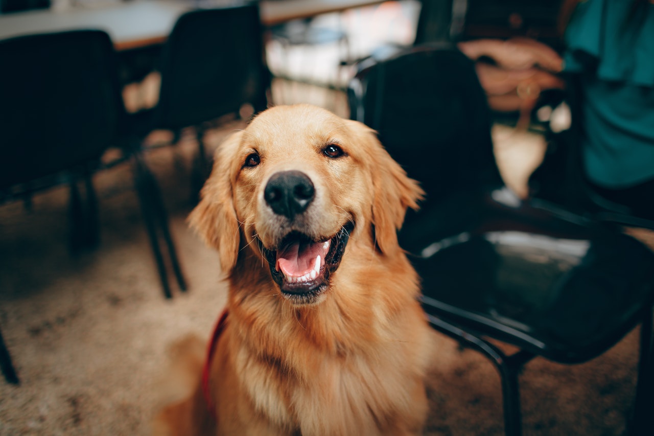 Come comunicano i cani? Tutti i modi in cui Fido prova a dirci qualcosa