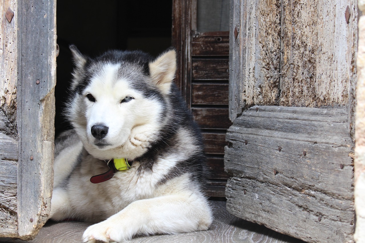 Cani anziani come trattarli