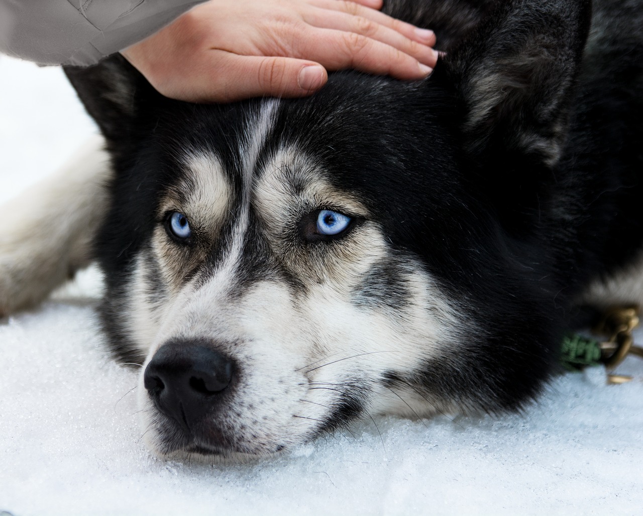 Husky anziano che non riesce a camminare