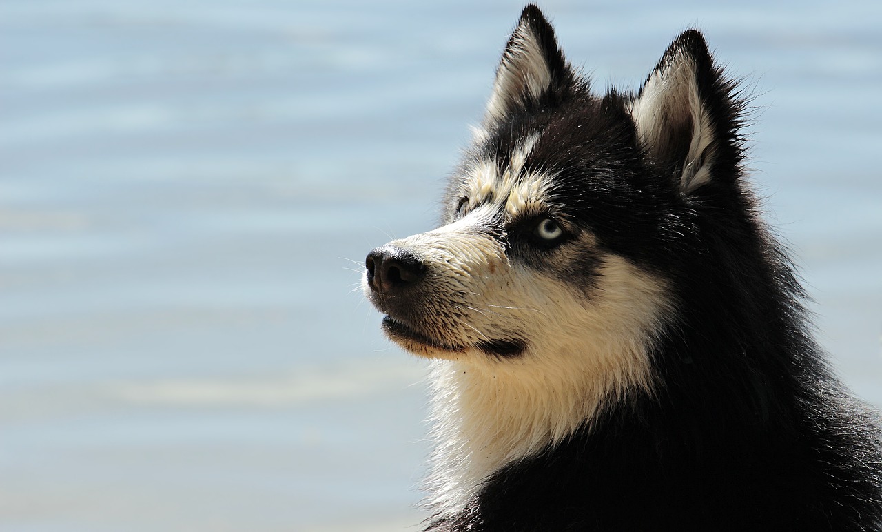 Husky anziano bisognoso di cure