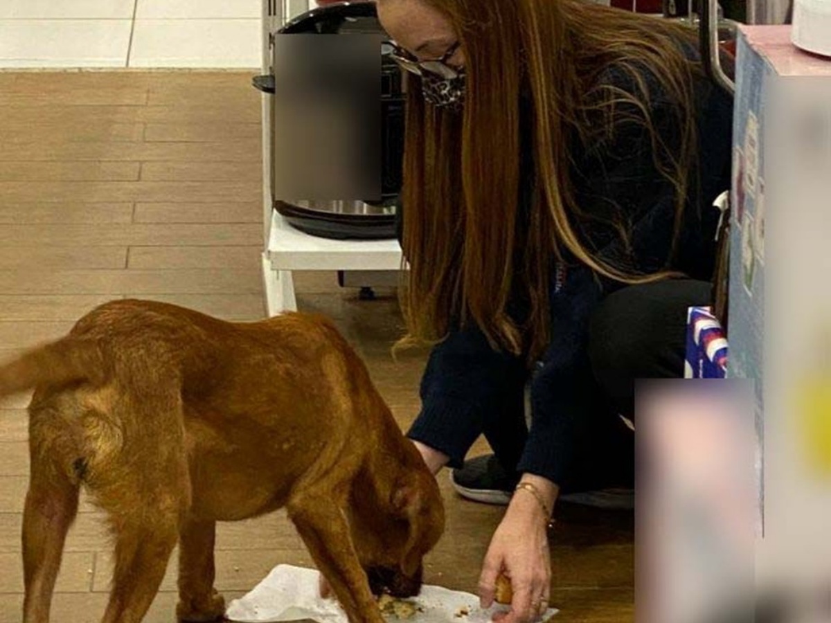 Commessa dona il suo cibo a un randagio: l’immagine è diventata virale