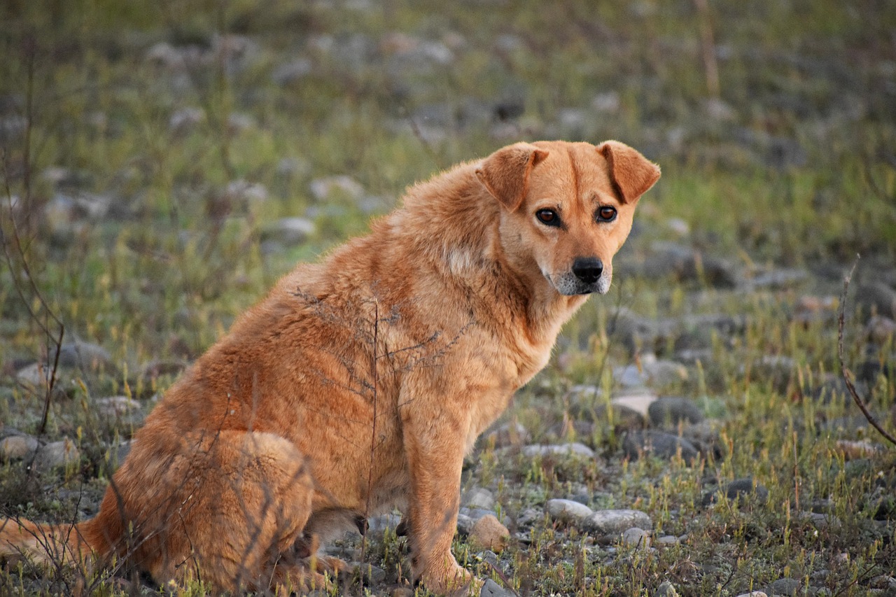 Come salvare il cane randagio