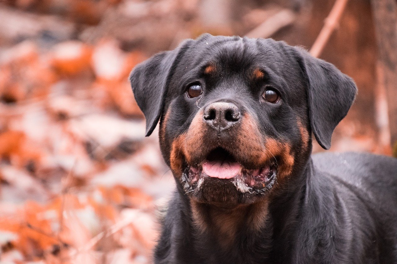 Cucciolo di Rottweiler abbandonato