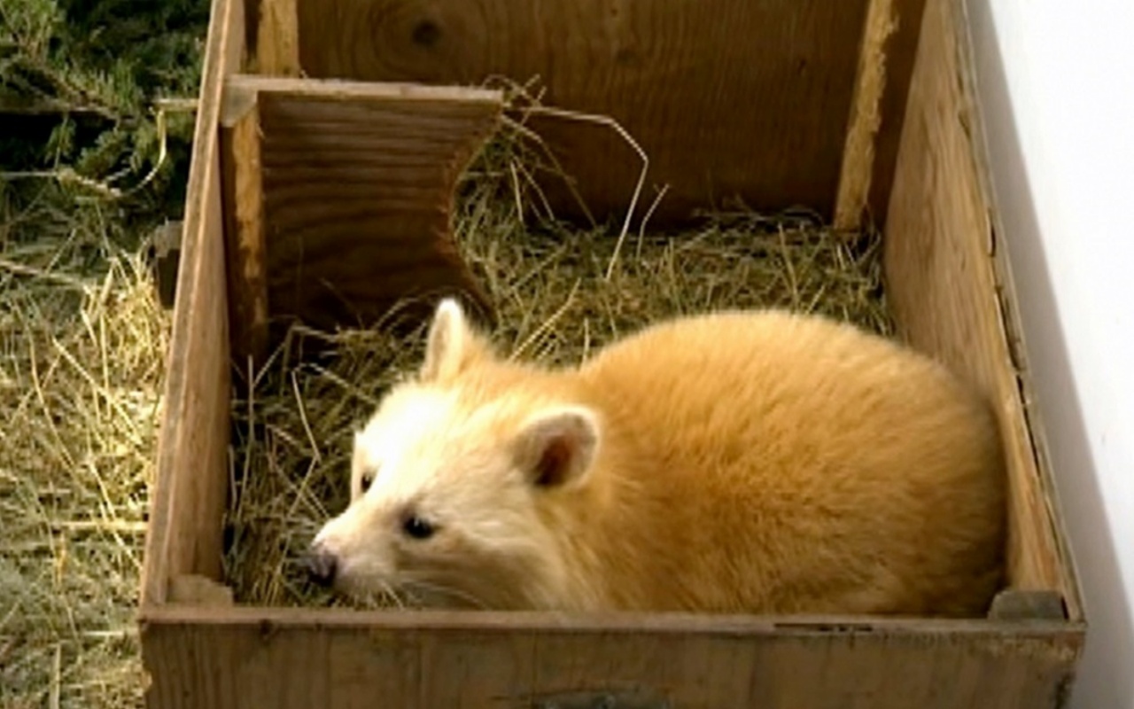 Un cucciolo di volpe era in realtà un procione