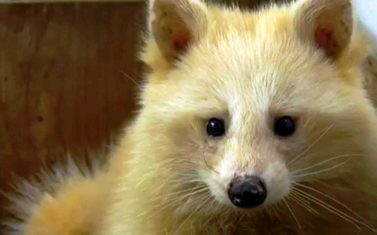 Un cucciolo di volpe era in realtà un procione