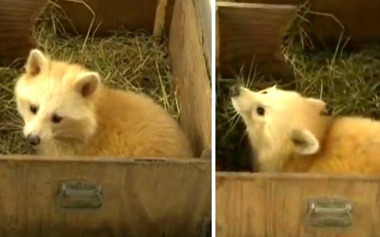 Un cucciolo di volpe era in realtà un procione 