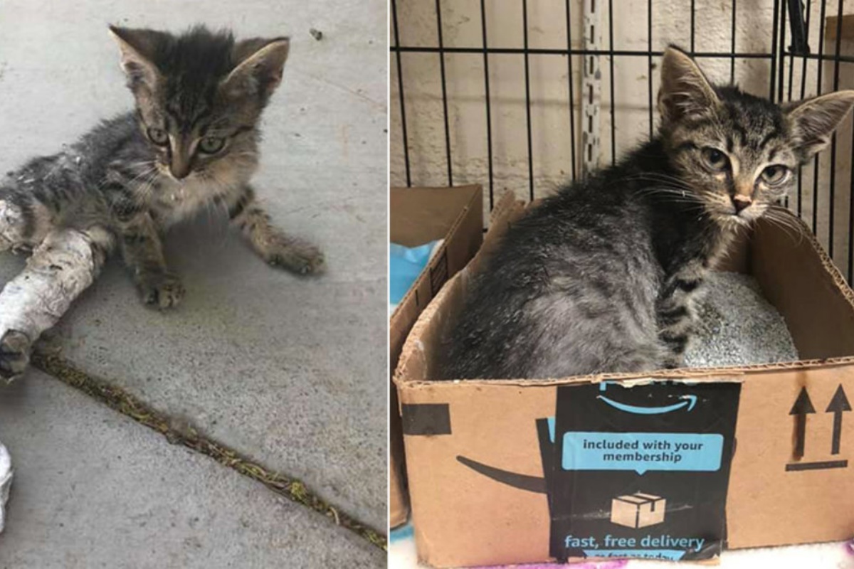 Il salvataggio di un gattino, chiamato Cupcake: trovato da alcuni bambini