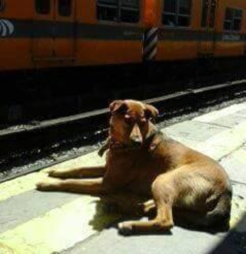 Cucciolo in attesa del padrone