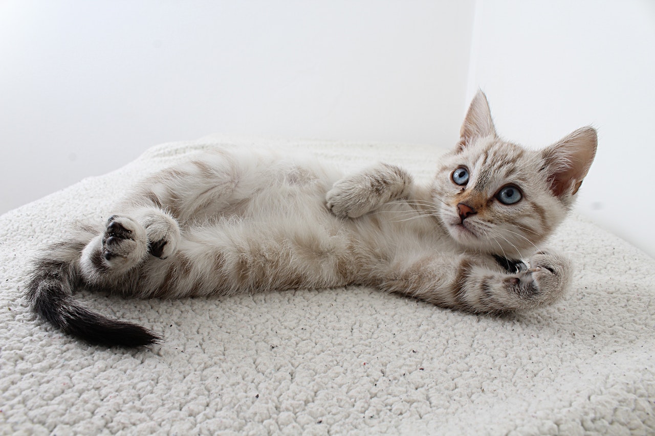 Di cosa hanno paura i gatti? Cosa sapere per una convivenza serena