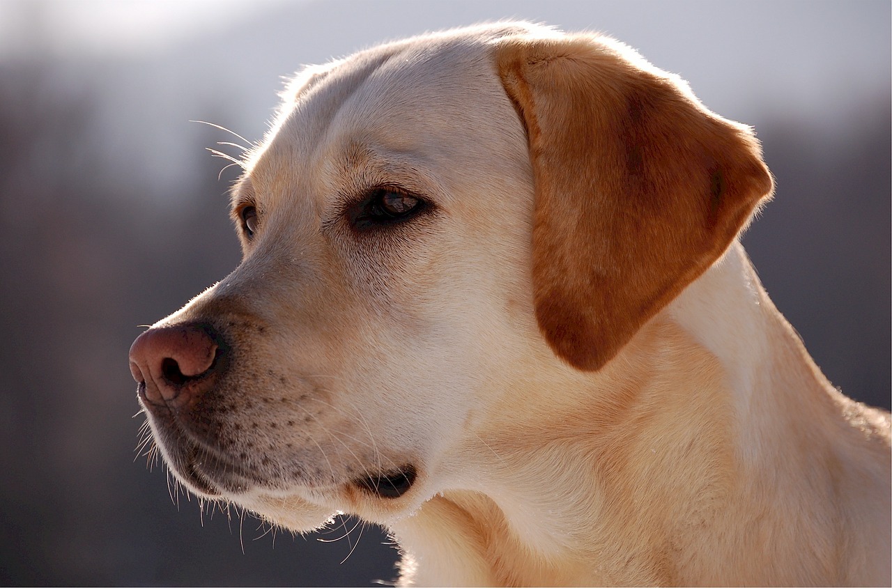 Il cane dopo la quarantena