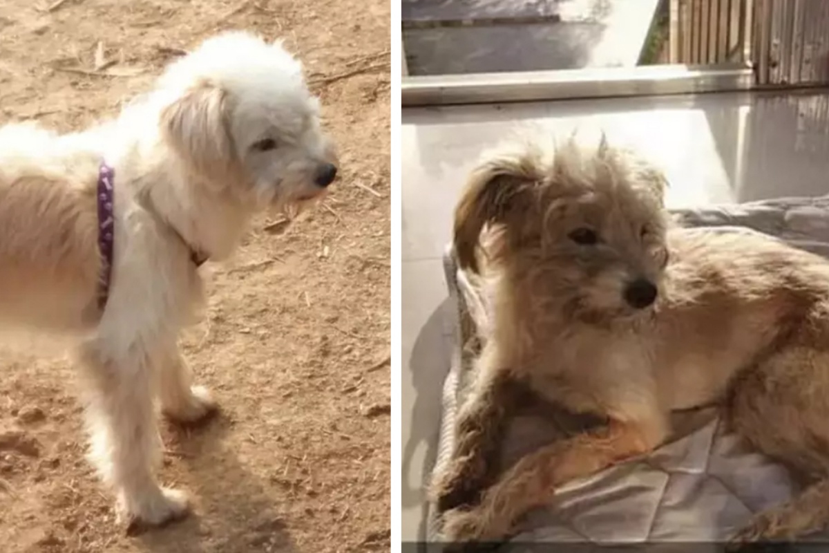 Dou Dou, il cane che cammina 26 giorni per tornare a casa