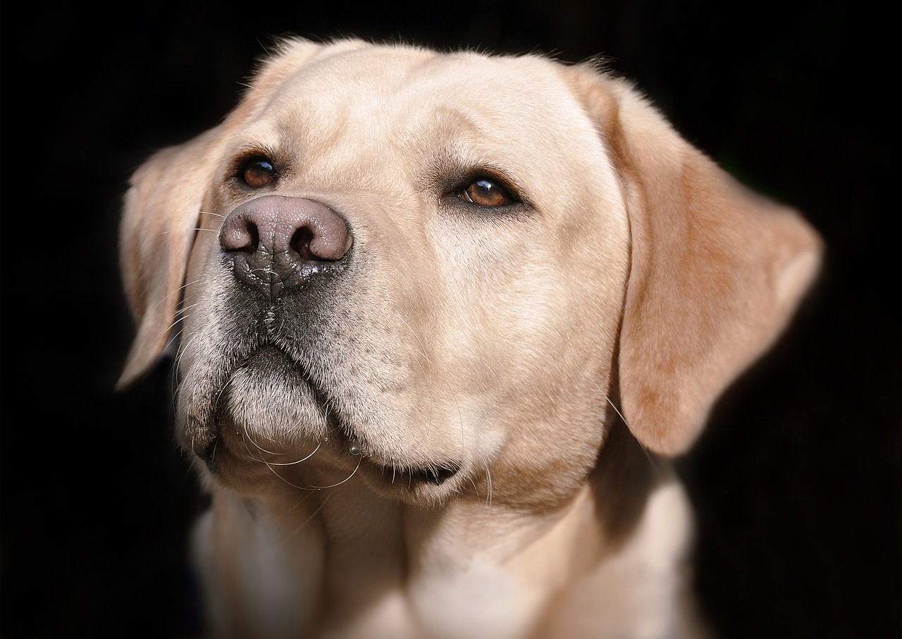 Labrador incinta di 12 cuccioli