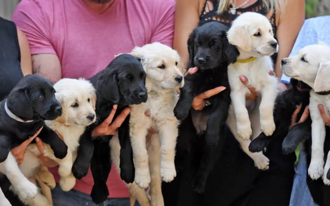 Tutti i cuccioli nati dal cane salvato