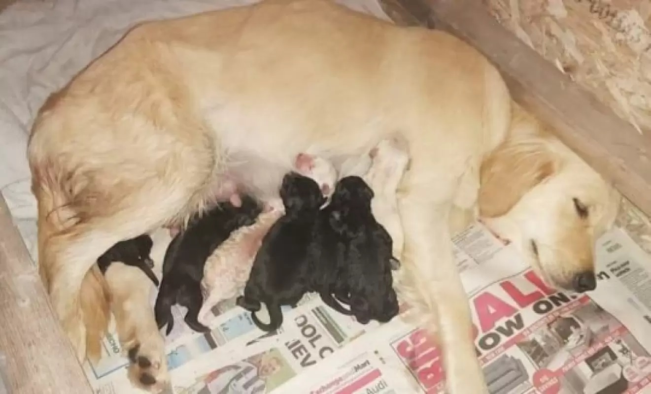 La cucciolata del cane in dolce attesa