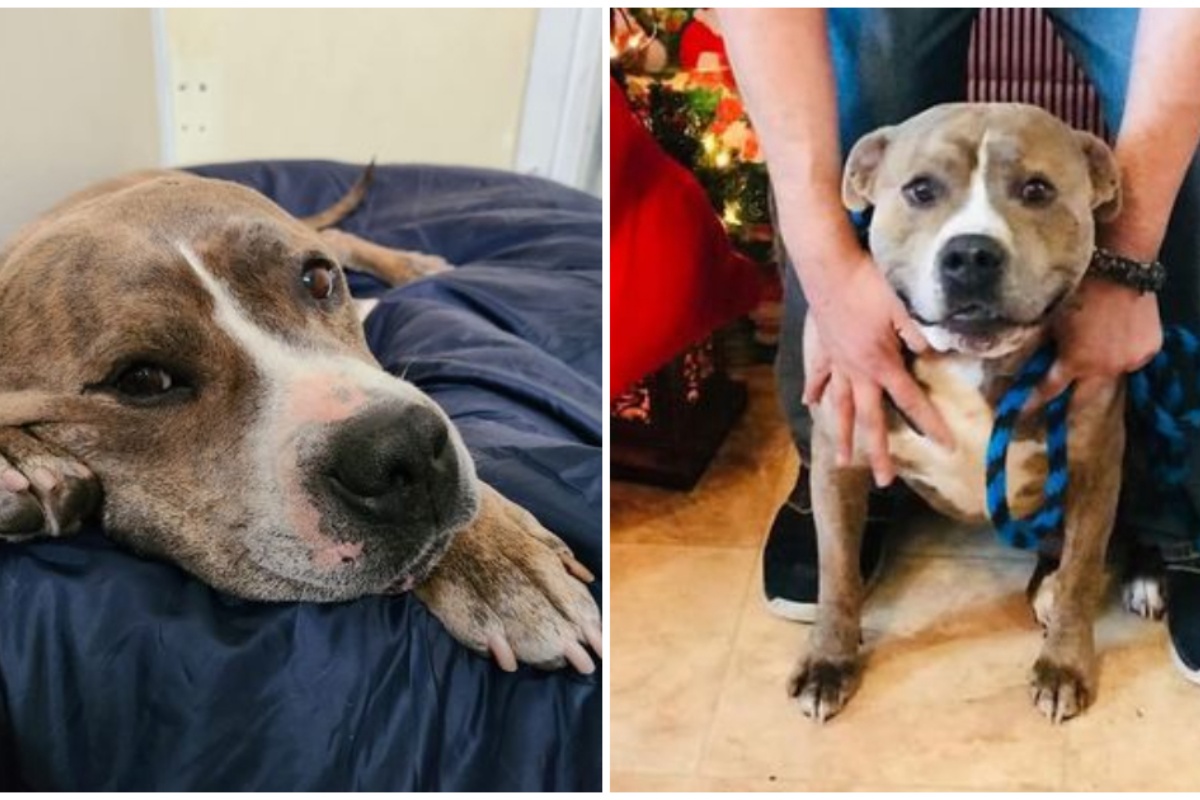 Drools il cane che cerca una famiglia da 720 giorni