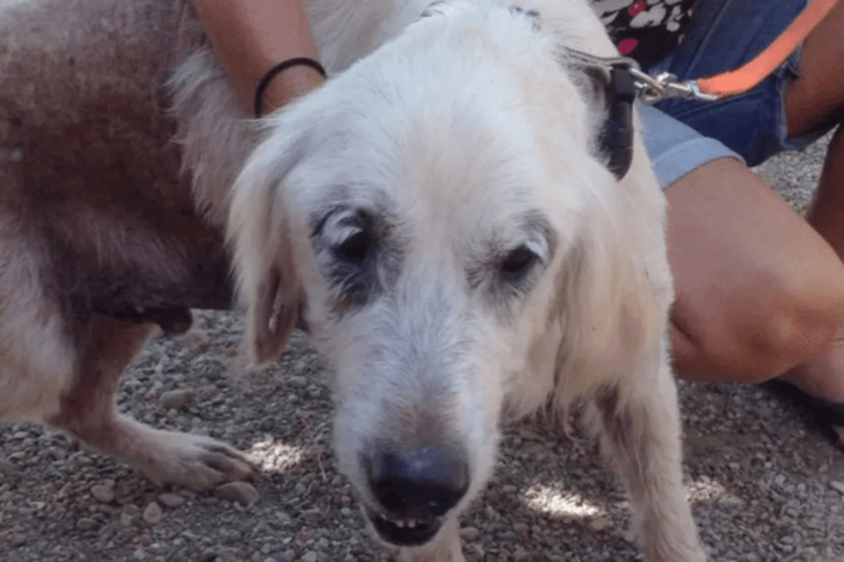 La trasformazione di Ducan, il cane che stava per morire