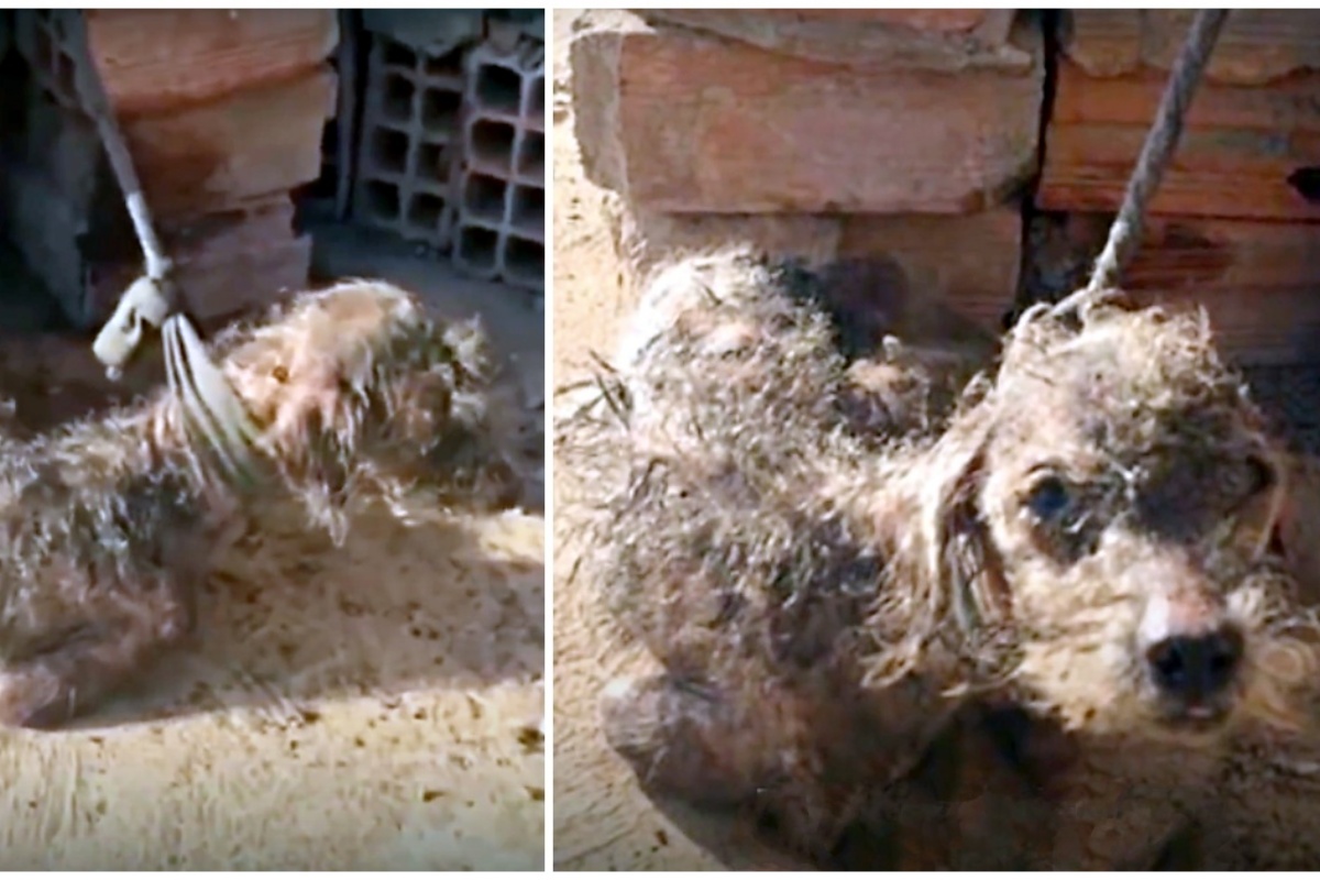 La trasformazione di Estopinho, un cane trovato in condizioni disperate