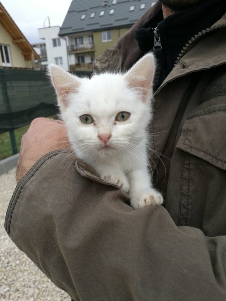 Il micio trova la sua casa