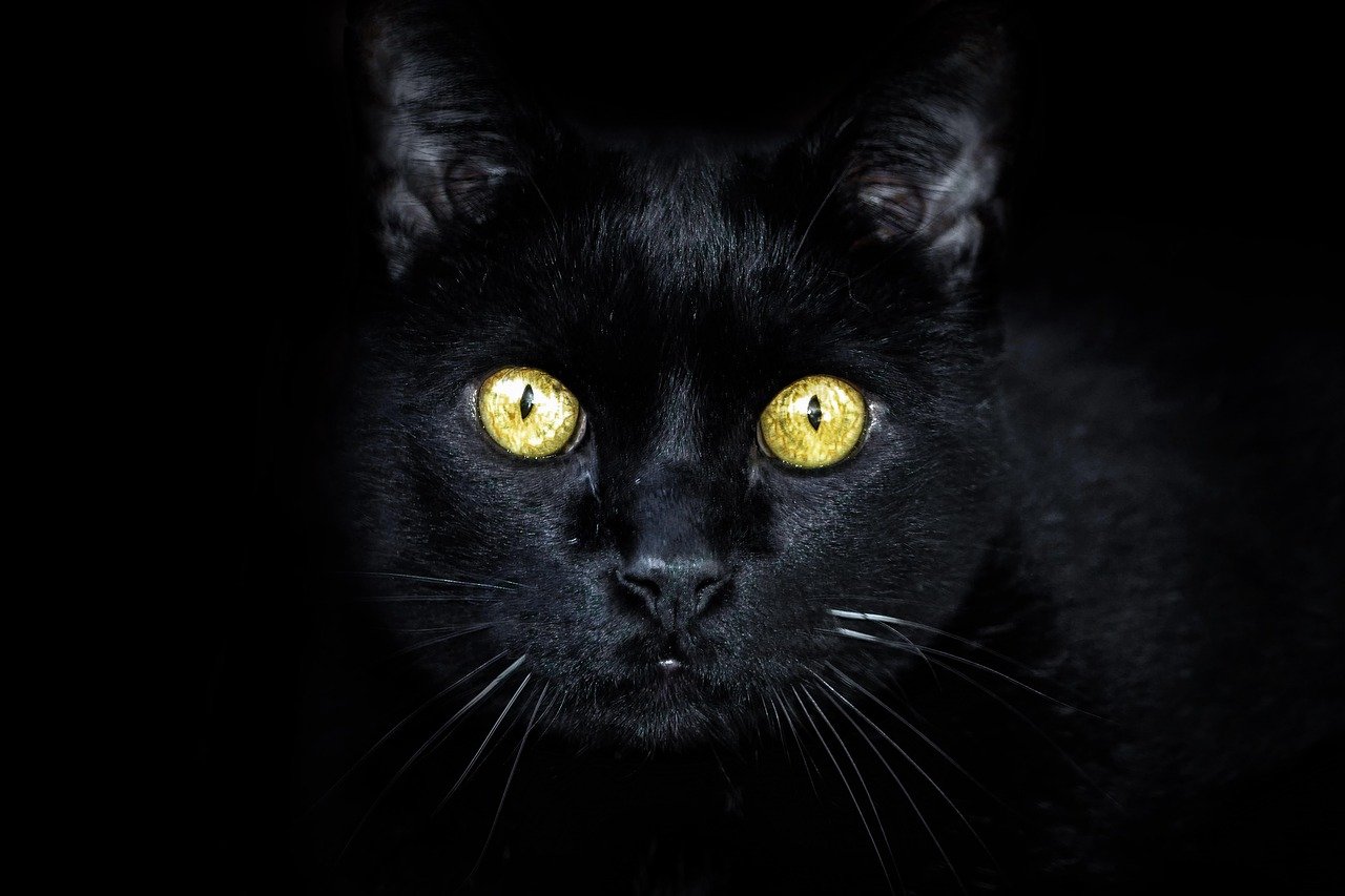 Gattino randagio si nasconde nella pelliccia del cane