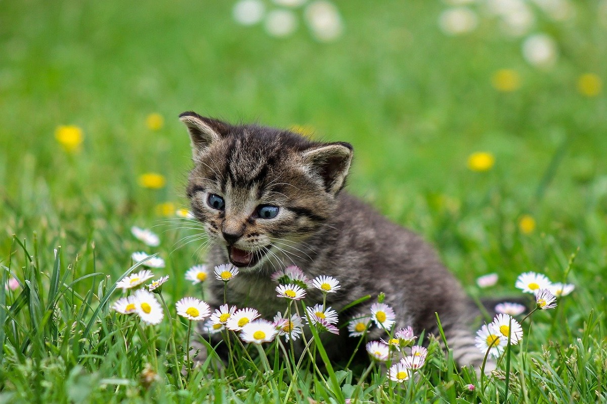 Gatto randagio segue il cane