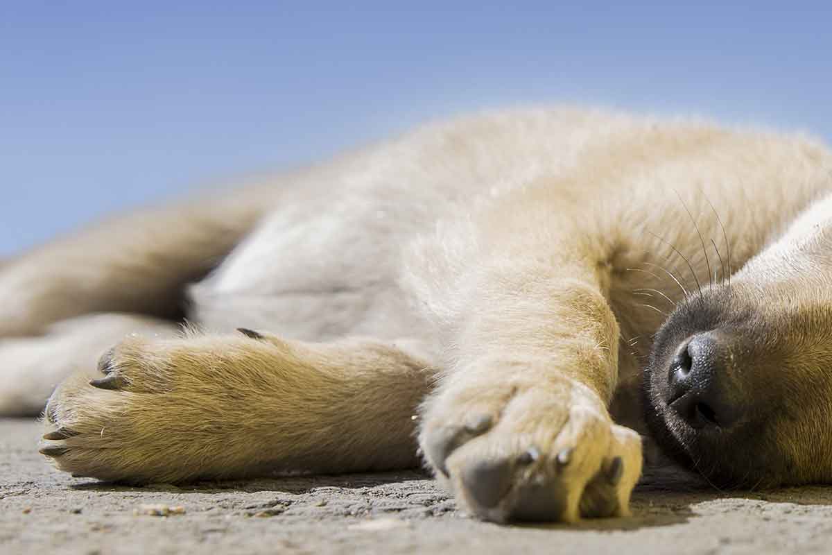 cane di 20 anni abbandonato