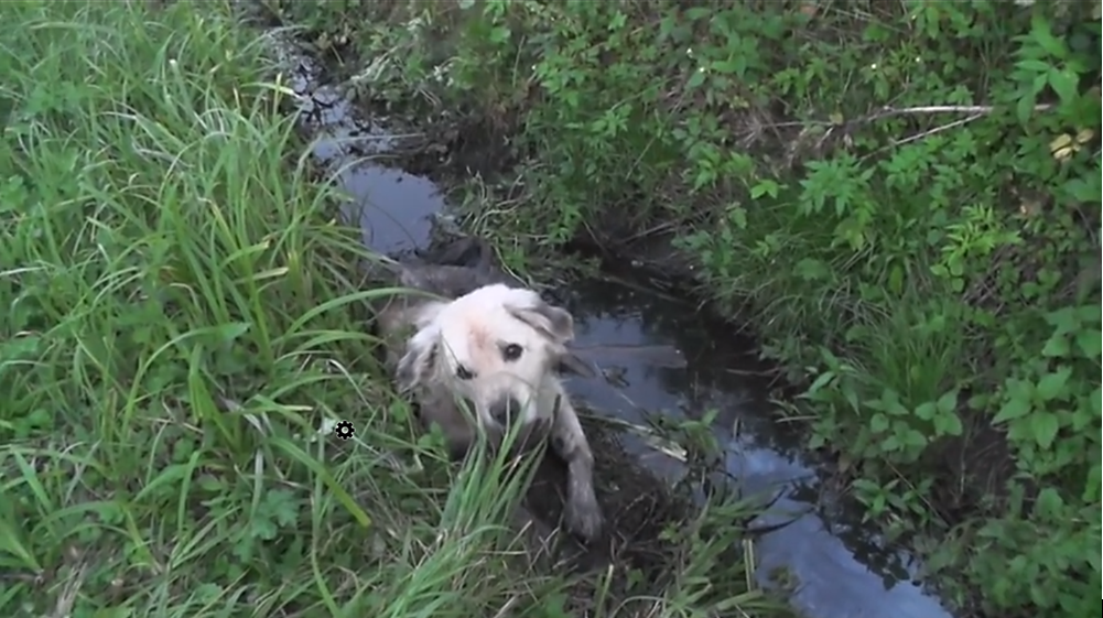 Cane anziano lasciato morire