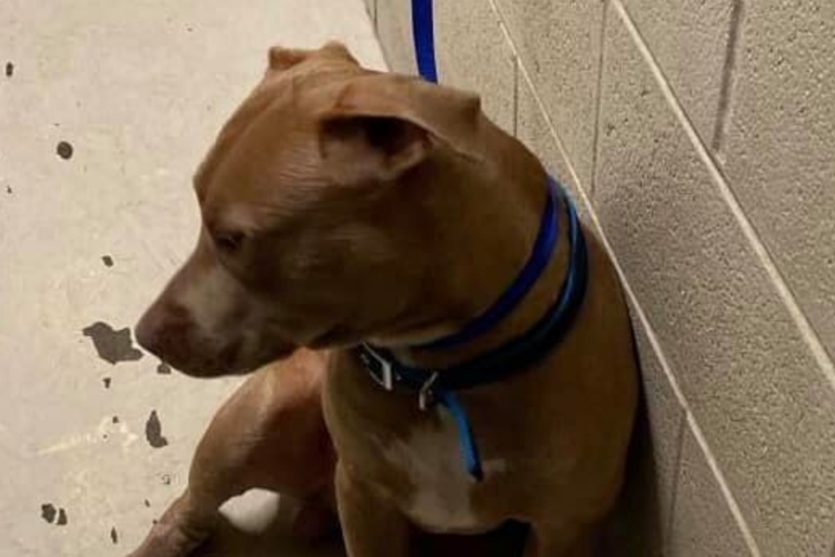 Glock il cane che ha potuto riabbracciare la sua amica umana