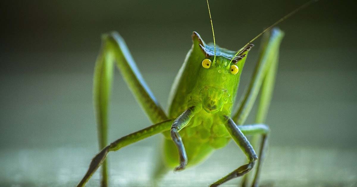 Grillo e cavalletta: quali sono le differenze tra questi due animali?