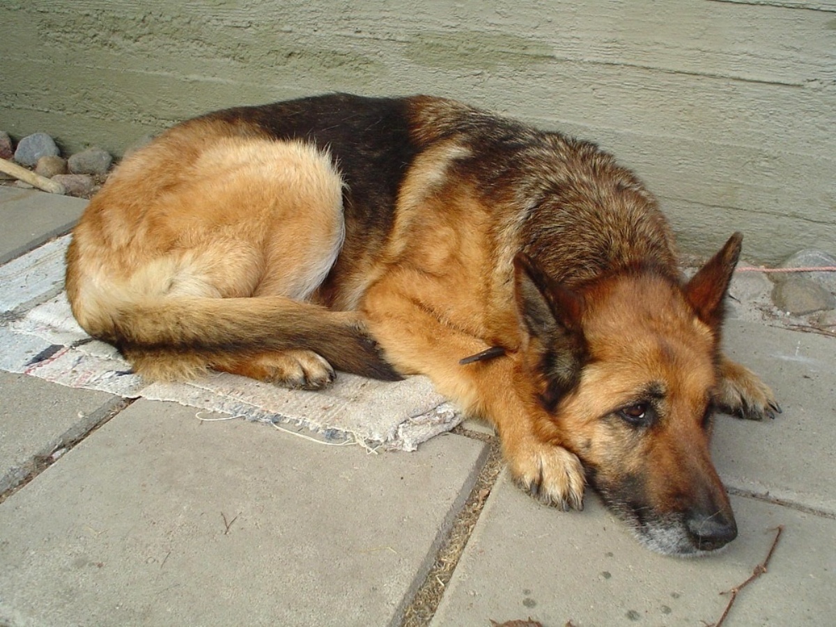 Harley, rapito dal cortile della sua casa e ritrovato dopo 3 anni
