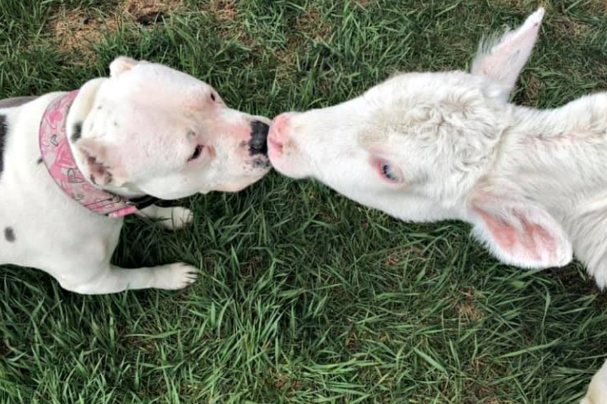 Il legame nato tra Heaven un vitello ed Sweetpea il pit bull