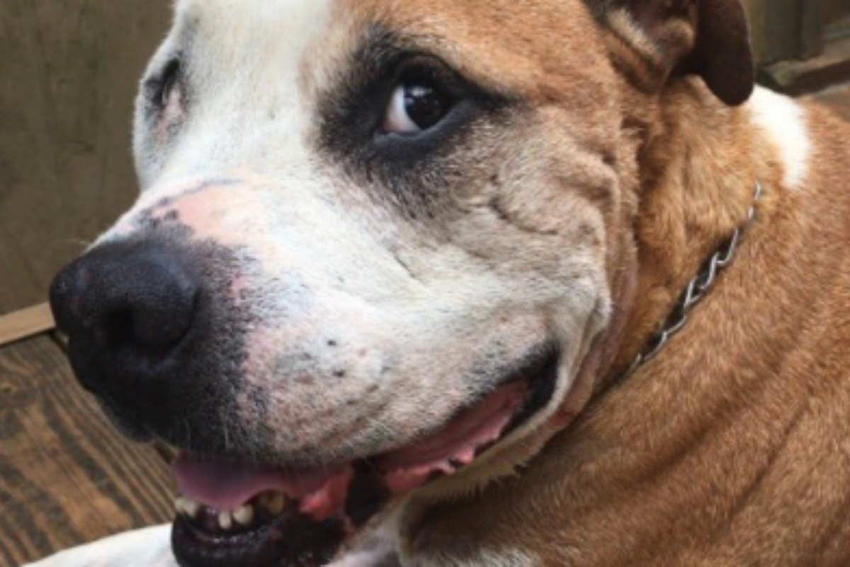 Hero il pit bull che ha salvato la vita di una sconosciuta